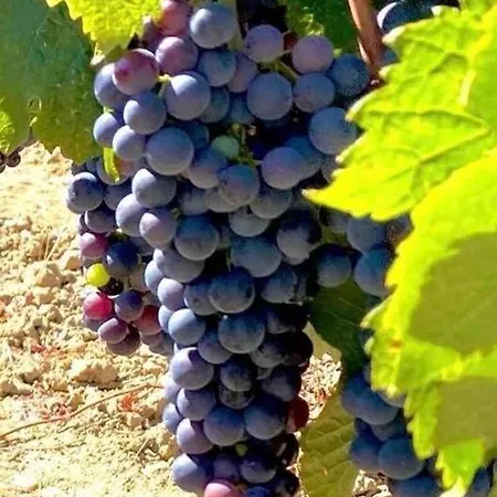 Domaine De Nougayrol: Luxury In Vineyard With Pool Villa *